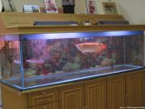 aquarium-ikan-arwana.jpg